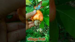 #shorts #shortvideo #kaju #fruit #cashew #gardening #farming #viralvideo #naturefarm #villagefruit