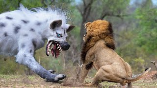 That’s Why Even Lions Are Afraid Of This Predator