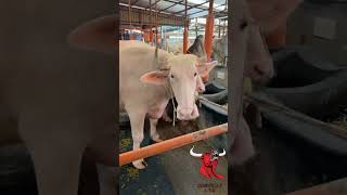 Albino Buffalo/গোলাপি মহিষ।🔥২০২৪