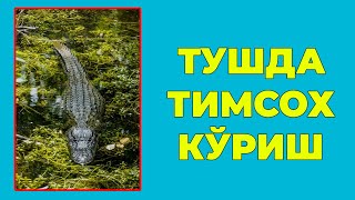 Туш табири - Тушда Тимсох куриш