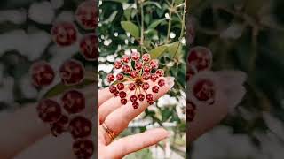 Stages of Hoya Burtoniae Flower #hoyaplant #rareplant #plantparent #plantlovers #plantcollector