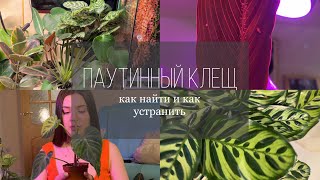 Паутинный клещ | устранение вредителей