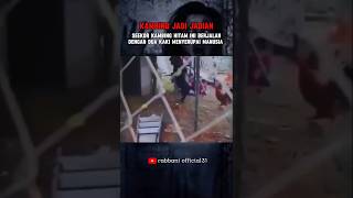 HEWAN KAMBING INI BERJALAN SEPERTI MANUSIA  #shortsviral #scarry