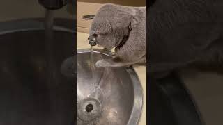 Funny cat videos, smart cat part 2, Smoky playing with water ☺️