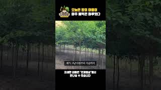 오늘은 땅이 야물어 아주 애먹은 하루였다 | 나무대장🌳 나무농사의 모든것