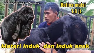 Kambing kaligesing spec breeding ekonomisan dan maskot kandang BERKERANDAH di jual!!!