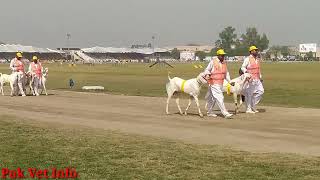 Goat and Sheep breeds of Pakistan at National Horse and Cattle show Lahore|Hidden Jewels of Pakistan