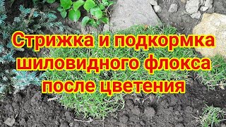 Стрижка и подкормка шиловидного флокса после цветения