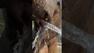 Lazy elephant, if you drink water like this, you are really afraid of choking on the water. The ele