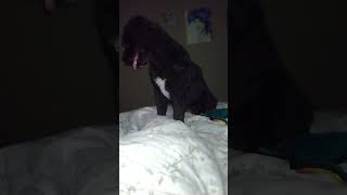 Bailey  Night Night   Youtube