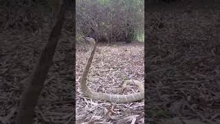 king cobra relise #yearofyou #viral#shorts #trending #koraput #snakerescue #1millionviews