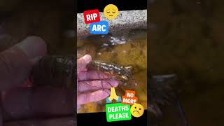 Dead Australian Red Claw Crayfish - Failed Acclimatization? #shorts #australianredclaw #crayfish