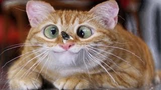 ПРИКОЛЫ С ЖИВОТНЫМИ ДО СЛЕЗ / Смешные КОТЫ 2021 / Приколы с КОТАМИ / Funny ANIMALS video #73