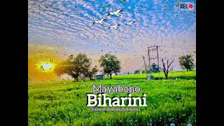 Mayabono Biharini💞 Rabindra Sangeet 😇 Love Song🌼 Bengali Song