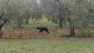 VELIKI ČISTOKRVNI OPASNI PAS DOBERMAN--POSLUŠNO ŠETA PO PRIRODI U MASLINAMA I NJUŠKA OKOLO...