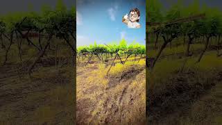 Grapes Spraying 🍇🚜 #automobile #farmer #farming #tractor #tractorvideo