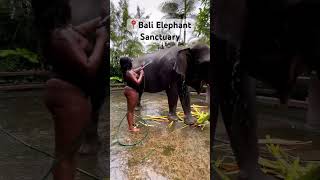 #elephants #elephantcalf #blacktravel  #balitravelvlog #bali #southeastasia #indonesian #blackgirl