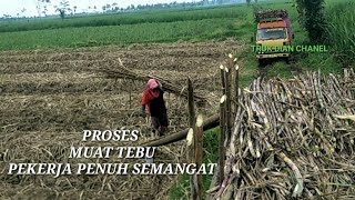 PERJUANGAN!!! AYAH DEMI KELUARGA TERCINTA,proses muat tebu di galengan