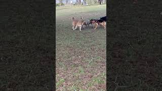 Hans at the park with new dog friends