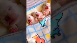 Adorable puppies sleeping