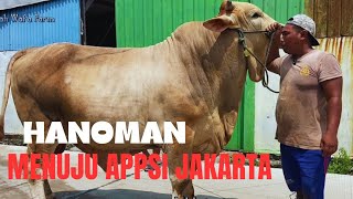 PERSIAPAN KONTES HANOMAN SAPI KANDANG BERKAH WAFA FARM