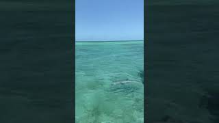 Dolphins swimming along and in front of True Blue Charters