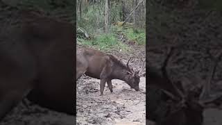 #sambardeer