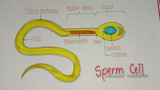 How to draw Sperm cell / Sperm cell drawing step by step /  शुक्राणु कोशिका का चित्र कैसे बनाएं