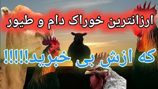 ارزانترین خوراک دام و طیور  , جایگزین های کنجاله سویا , خوراک ارزان برای مرغ , سرخس آزولا