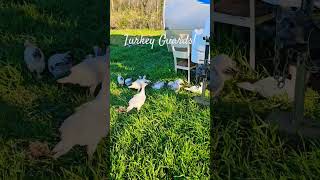 Turkey Guard Reporting for Duty! #farmlife #turkey #chicken