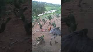 muita chuva no nordeste 🙌🙌🙌 enchente no sítio laranjo tupanatinga Pernambuco