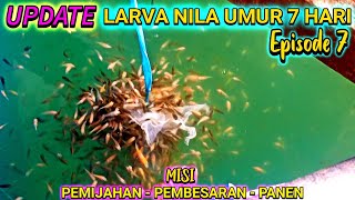 LARVA NILA UMUR 7 HARI - Episode 7