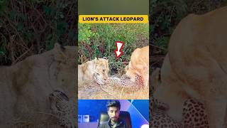 Leopard Caught by 2 Lion! Brutal Wildlife Moments