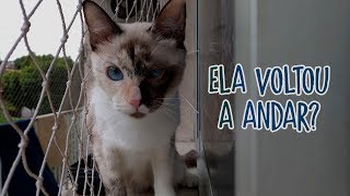 Uma gata paraplégica | Os resgatados 3#