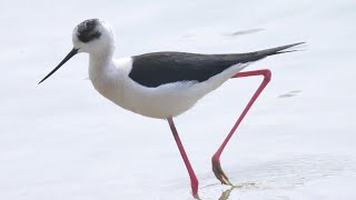 Cavaliere d'Italia - Black-winged stilt (Himantopus himantopus)