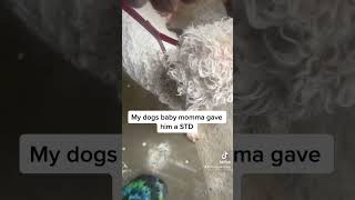 Dogs baby momma gave him a STD #funnydogs#doglover#pets#animals#funnyvideo#petcompilation#dogs