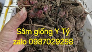 Sâm đất giống Y Tý củ vừa to vừa nhiều