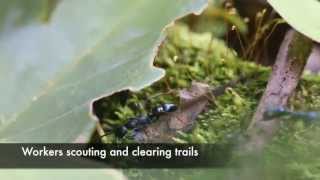 Blue ants scouting for prey in Cambodia (Video 1)