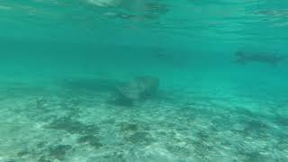 Manatee Love at Three Sisters Spring in Crystal River