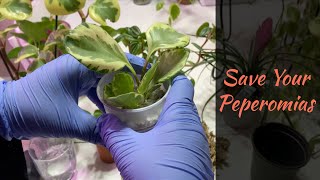 The Ultimate Guide to Save Peperomia