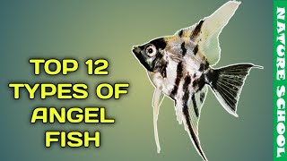 TOP 12 angel fish varieties nature school