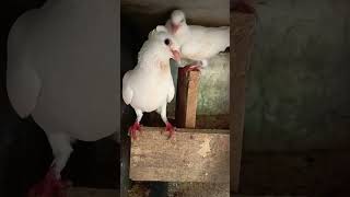 40 Days old my 🥰 pigeon babies 13 May 2024. #Pigeons #Cute #Bird#youtubeshorts #youtube#viralvideos.