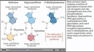 Base Excision Repair Animation | Excision repair of DNA animation