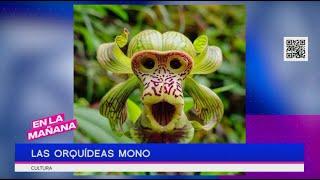 ¿Conoces las orquídeas mono? | En La Mañana