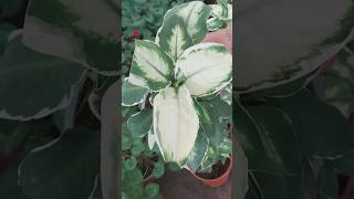 How to save Dieffenbachia plant from dying #shorts #beauty #plants #viralvideo #dieffenbachia #video