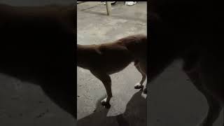 Nag p cute c doggy#shortvideo #cute dog 🐶