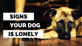 10 Clear Indicators Your Dog Might Be Suffering from Loneliness!