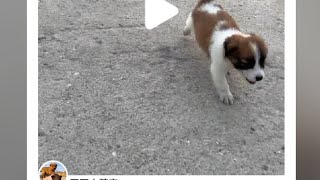 Young ones find solace and direction #Funnychicks #funnypuppy #funbeaches #funnyvideo #funnyshorts