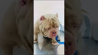 Open stud micro bully  #ghawarvlogz #viral #shorts