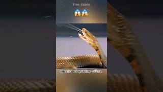 Spitting cobras 🐍| Venomous SNAKE #shorts #shortvideo #snake